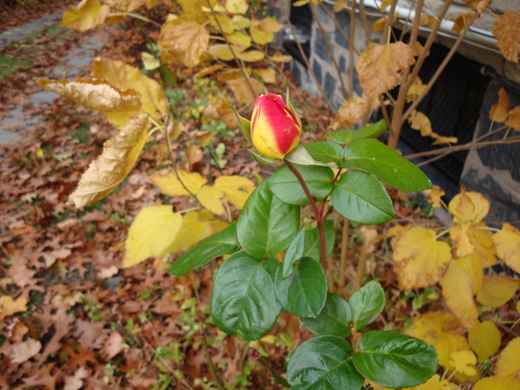 red and yellow rose