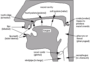 Phonetic Mouth Chart