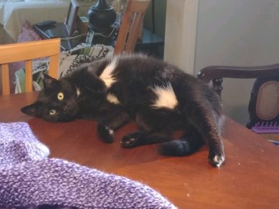 black and white cat showing his stomach