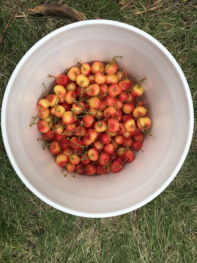 A bucket full of Rainier cherries