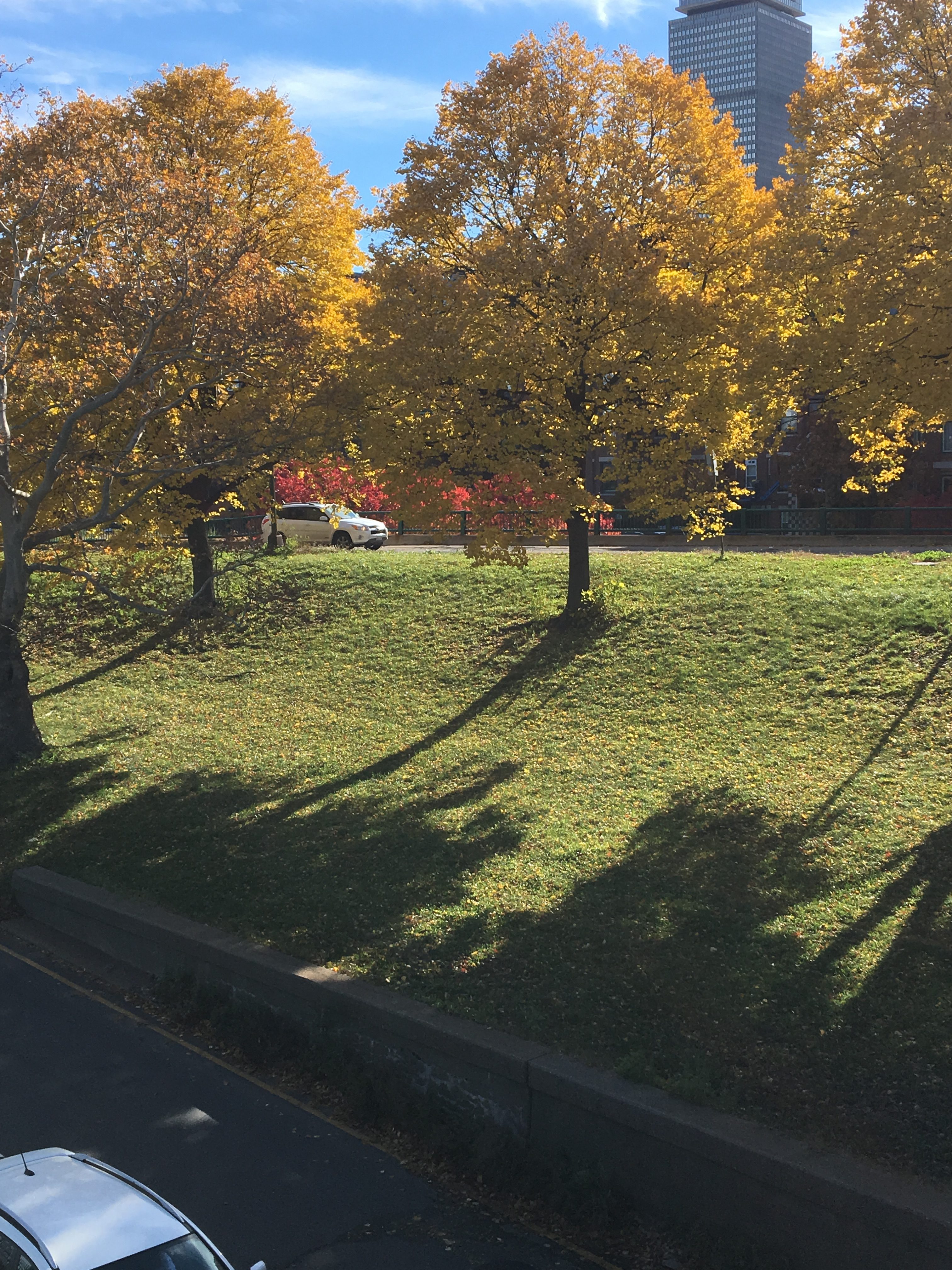 A sunlit, grassy slope with equally spaced yellow trees.