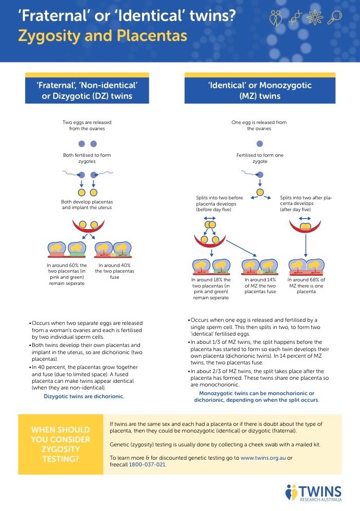 A diagram explaining how identical twins can actually be in two placentas