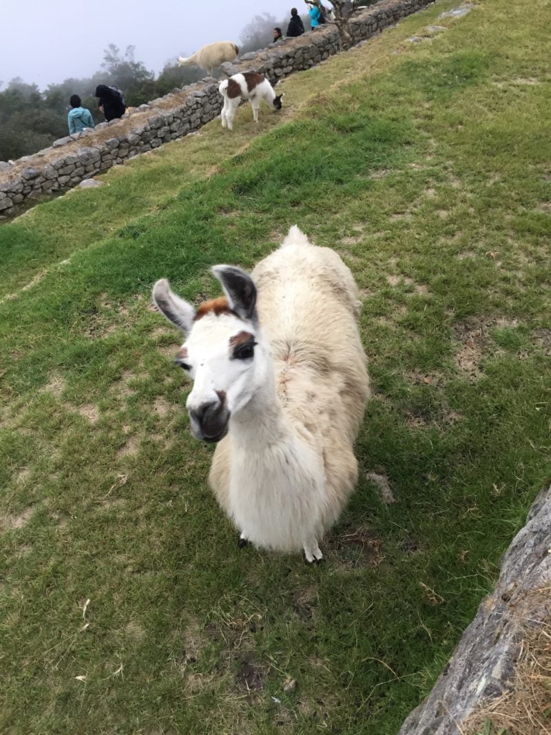a very pretty llama roaming Machu Picchu