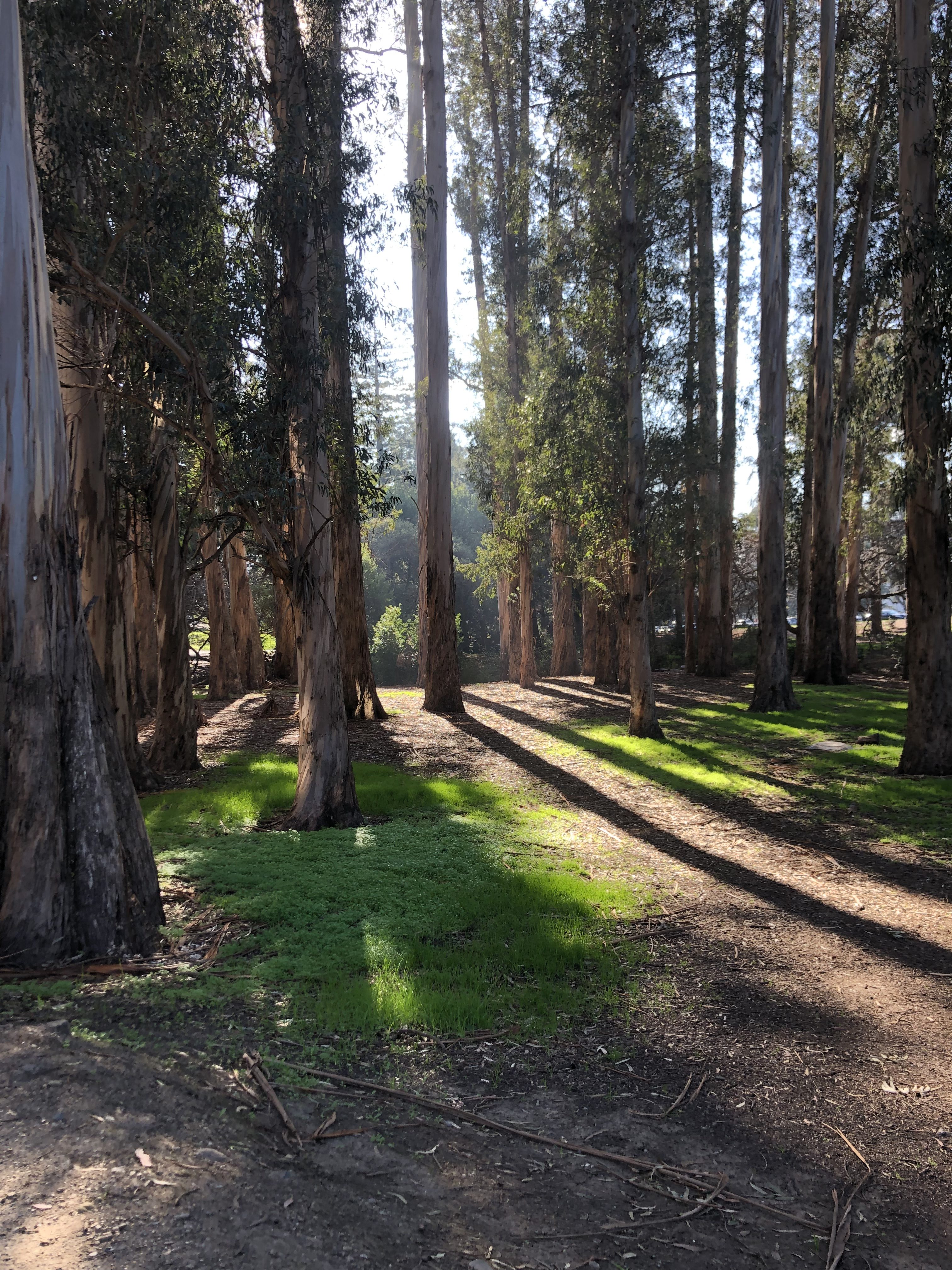 a beautiful forest full of tall trees and the setting sun in the distance 