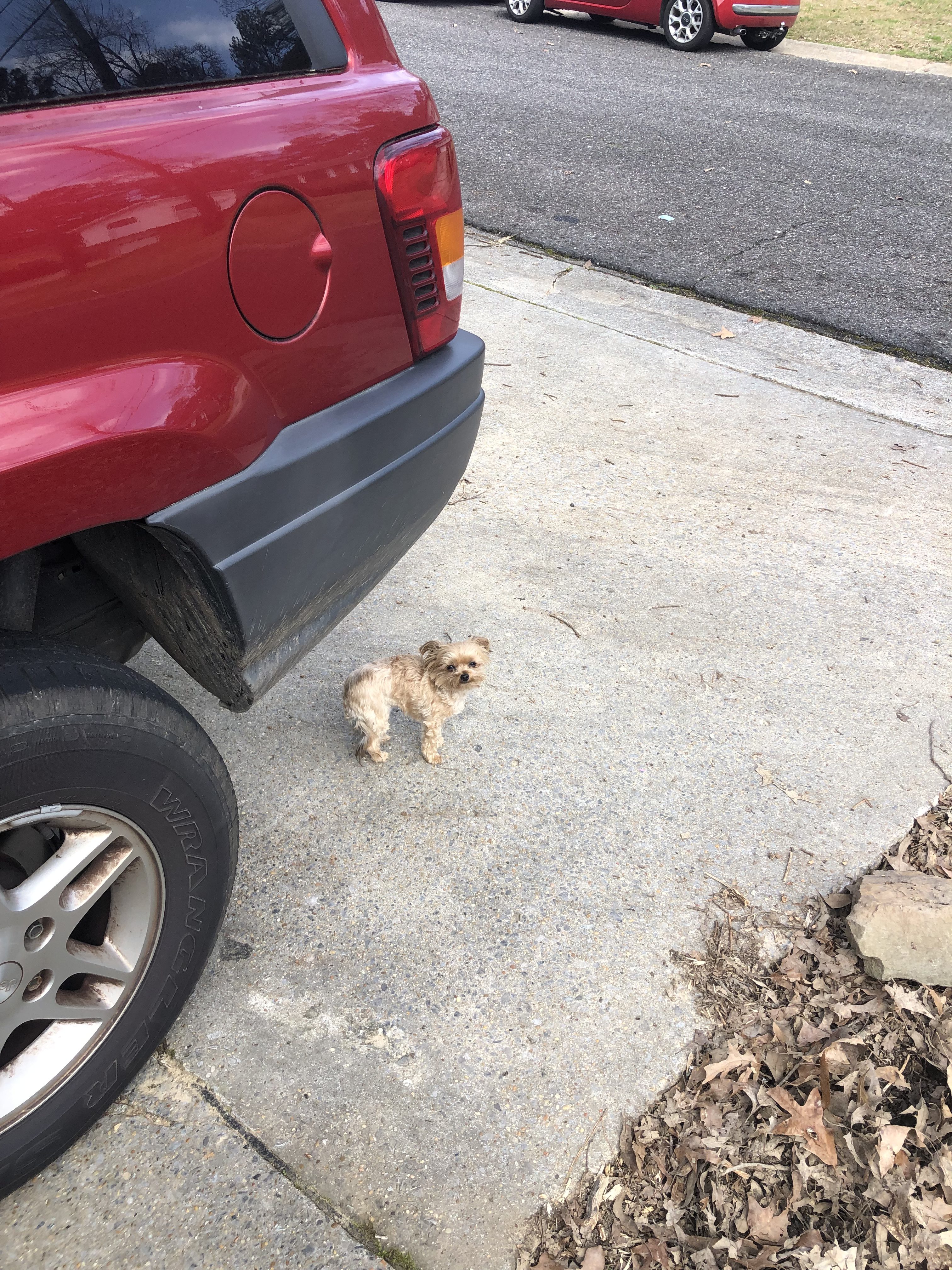 my dog chewey next to a car