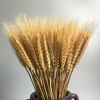 a bundle of dried wheat