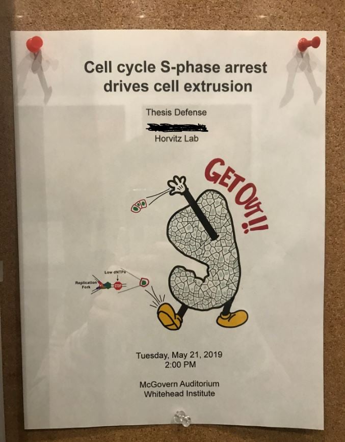 a thesis defense poster that says "Cell cycle S-phase arrest drives cell extrusion"