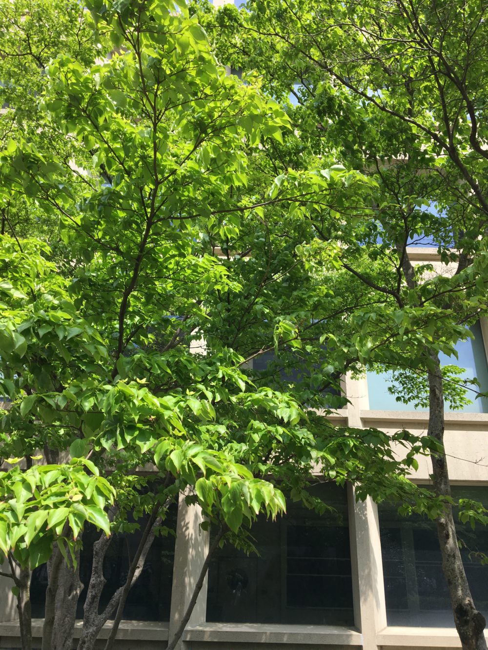 A very green, leafy tree outside Building 66. It is a sunny day and the blue sky is reflected in some of the building's windows.