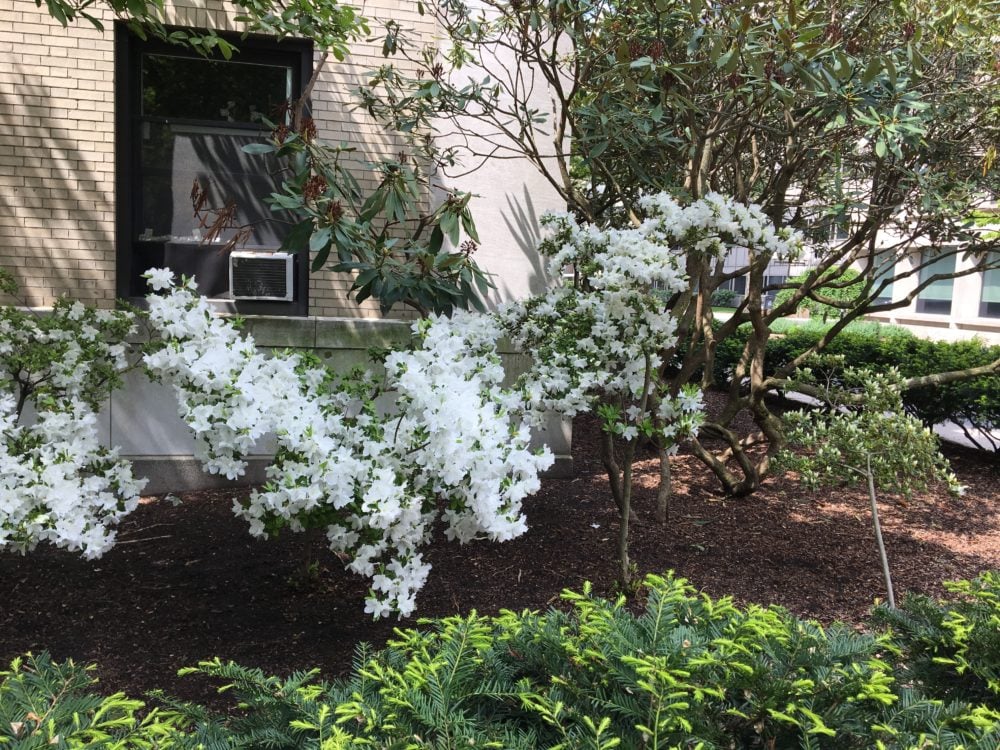 A short tree with a large number of white flowers outside East Campus. In the foreground, an evergreen bush has light green buds at the ends of its branches.