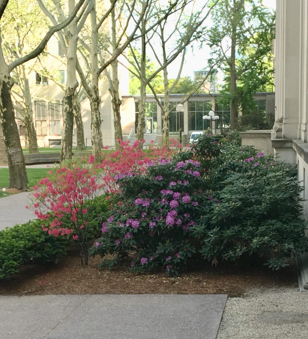 Two flowering bushes in front of Building 8. One is bright pink and the other is lilac.