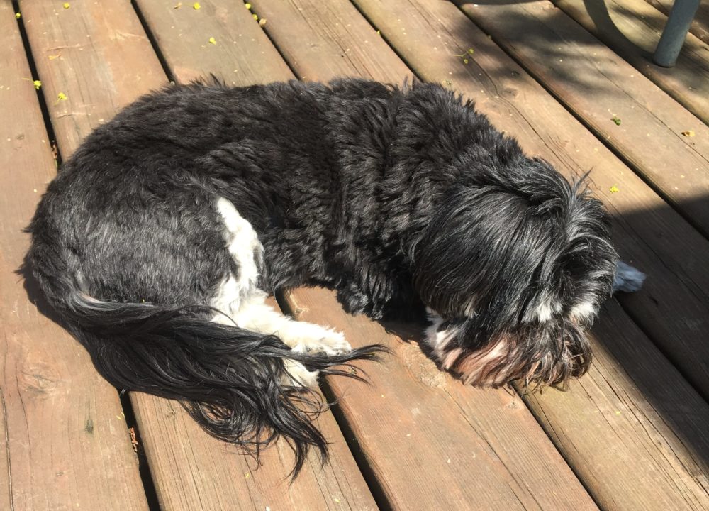 My dog, a small black Havanese, napping on our sunny porch.