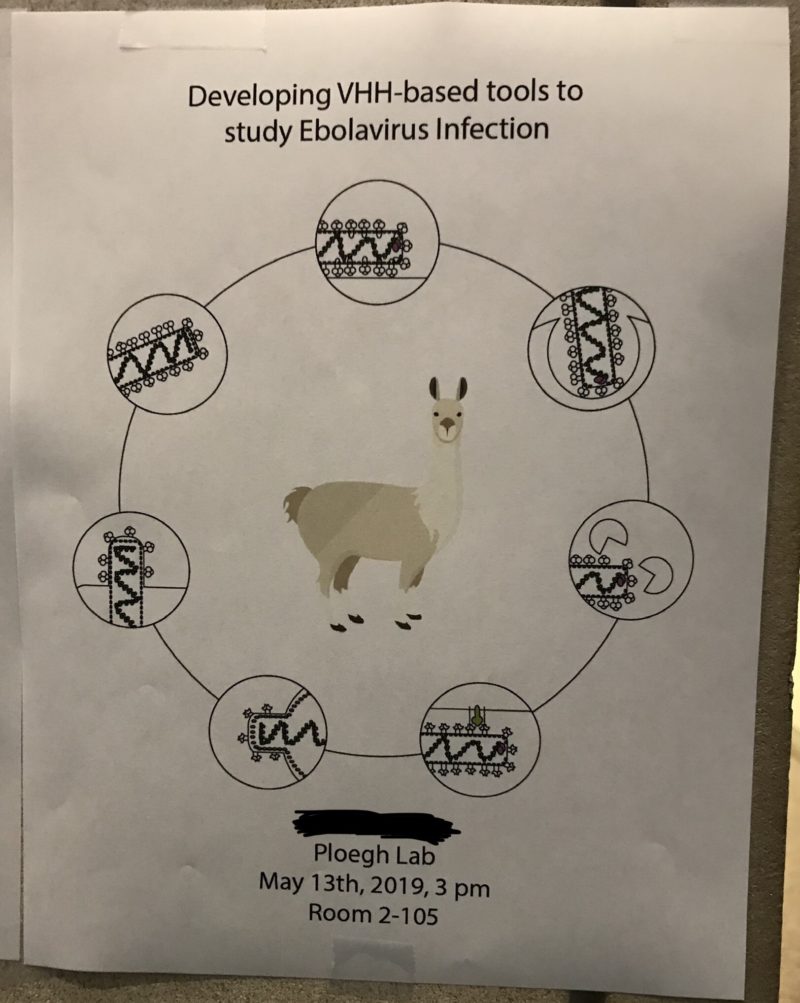 developing VHH-based tools to study ebolavirus infection