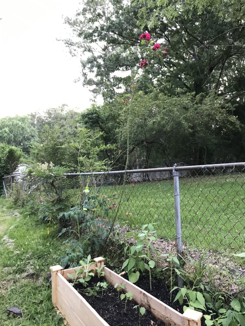a rose bush with one branch growing too high up