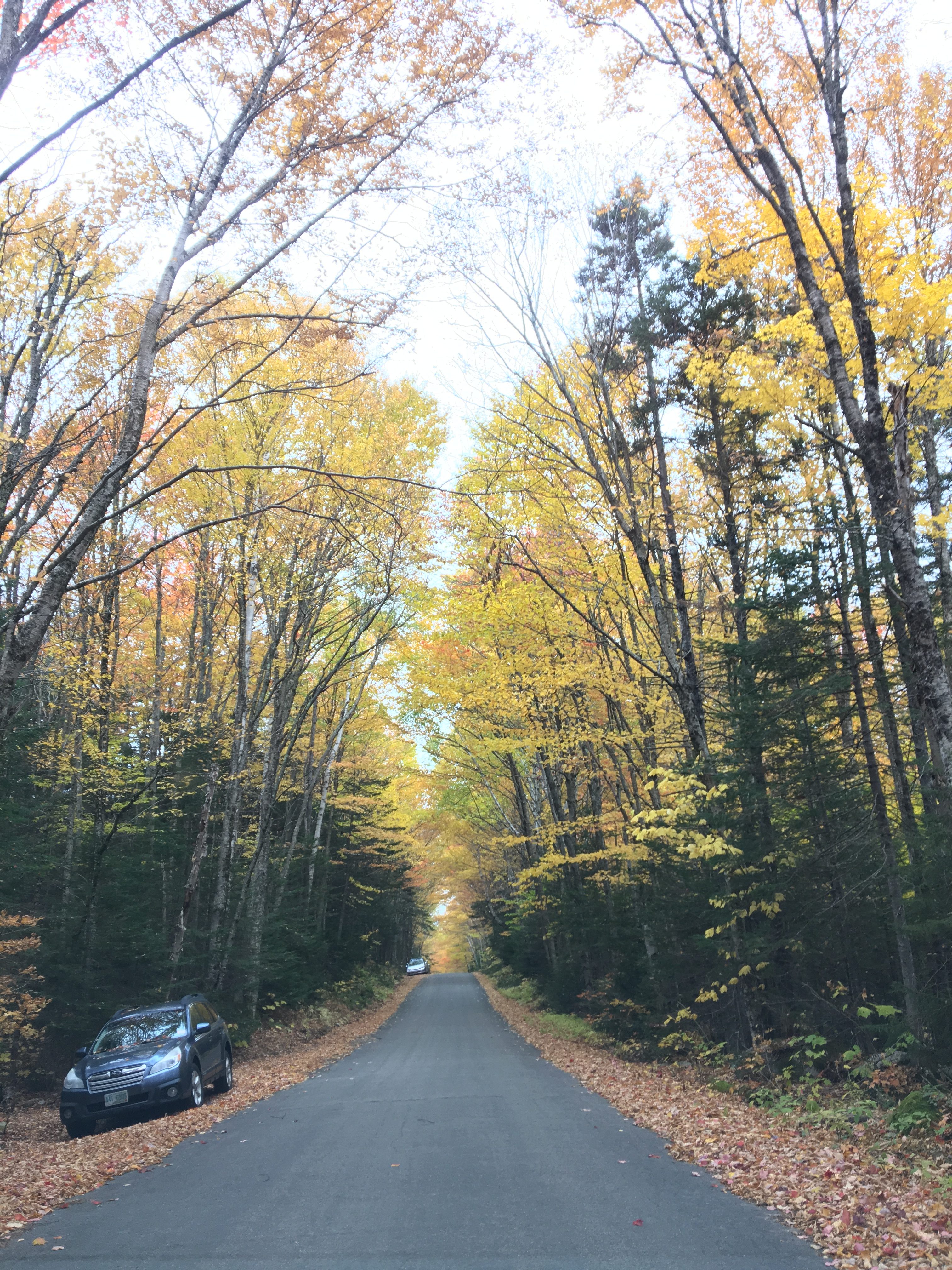 The view down a road. On either side, the road is carpeted in red leaves; yellow trees can be seen in the background.