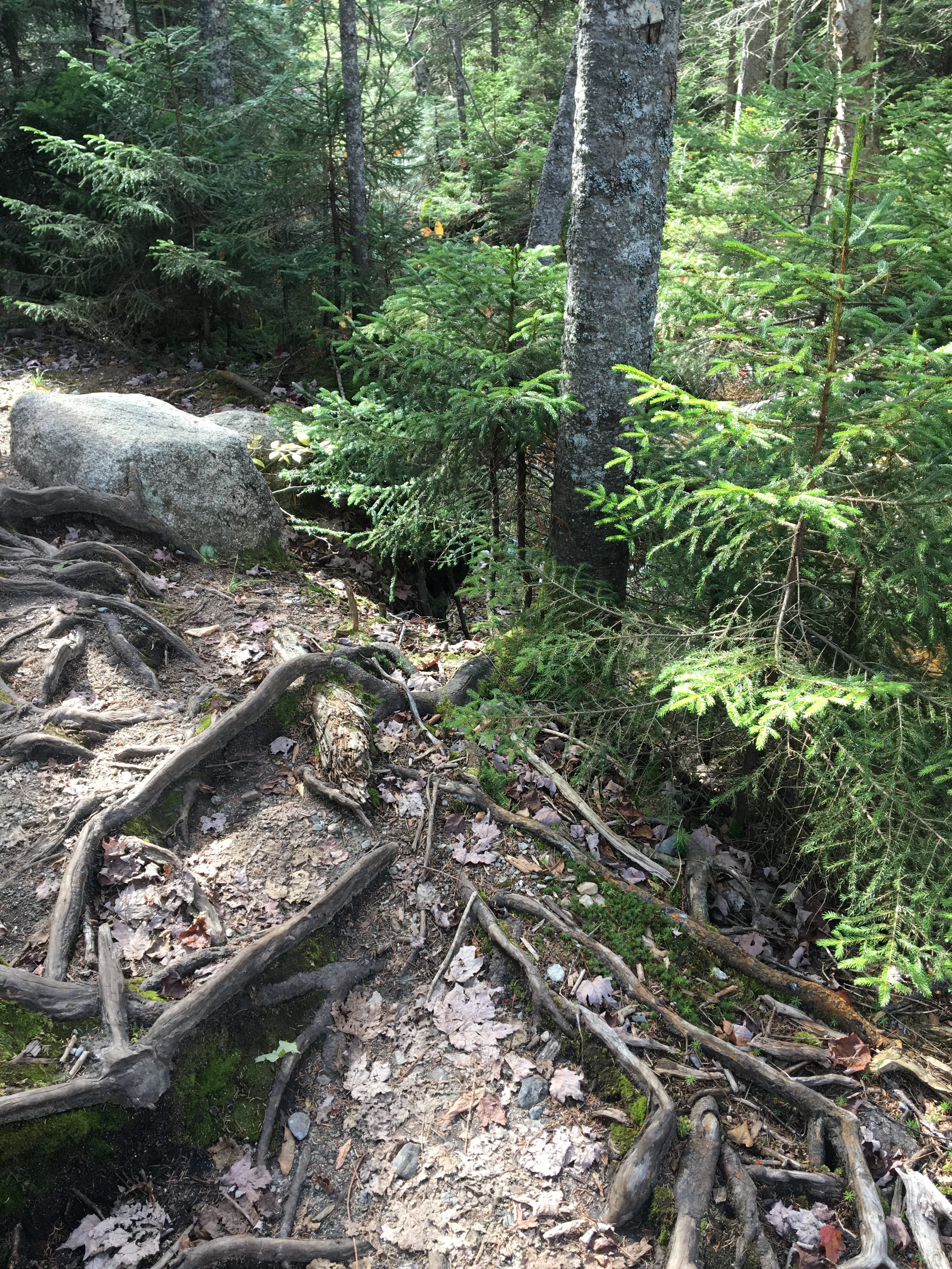 A forest seen from a relatively high vantage point. In the foreground are lots of visible tree roots; in the background is a single big trunk and many very verdant ferns.