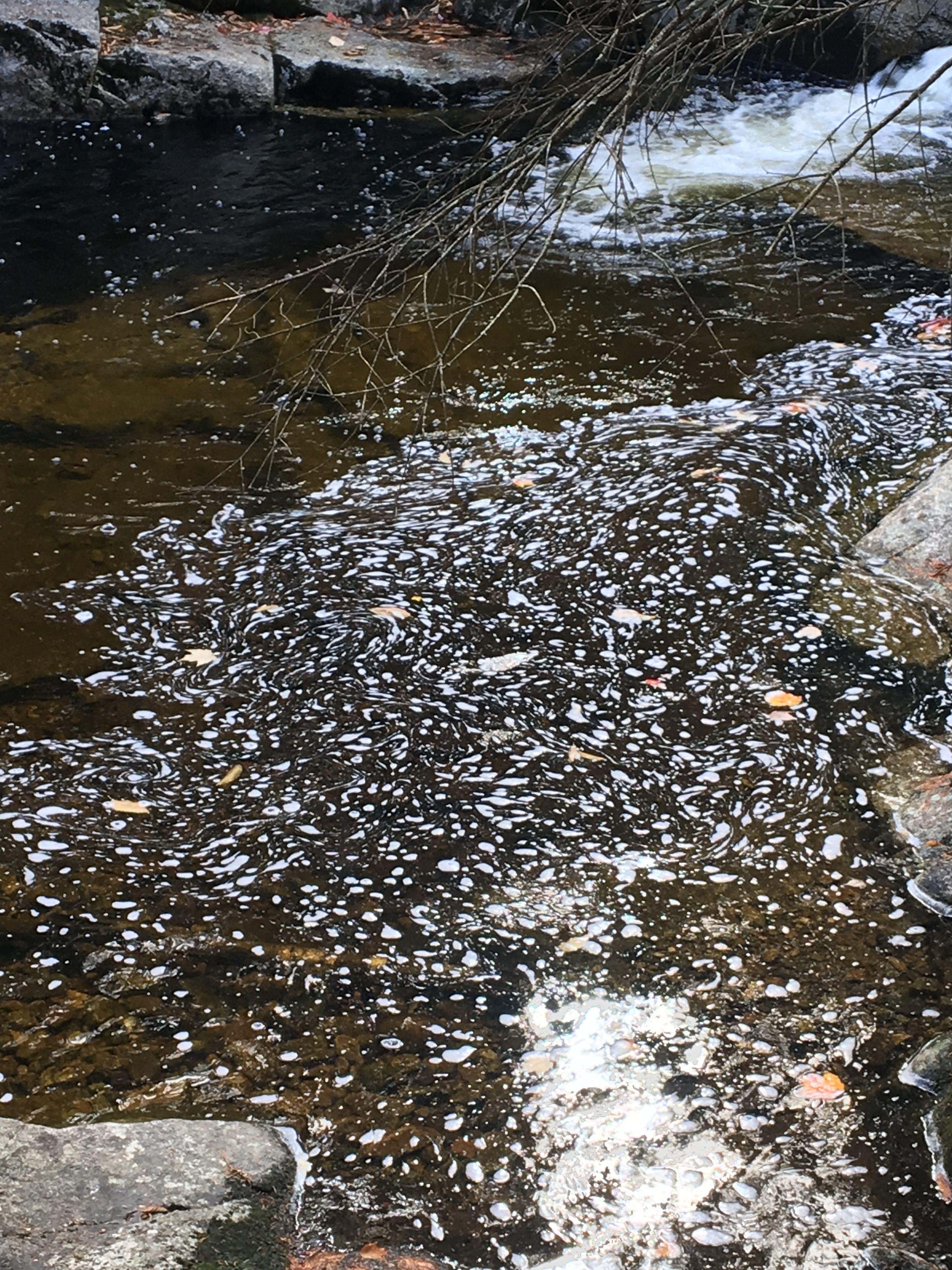 A section of a river. Around some rocks, the water is eddying in a very interesting way: it has formed dozens and dozens of tiny white pockets.