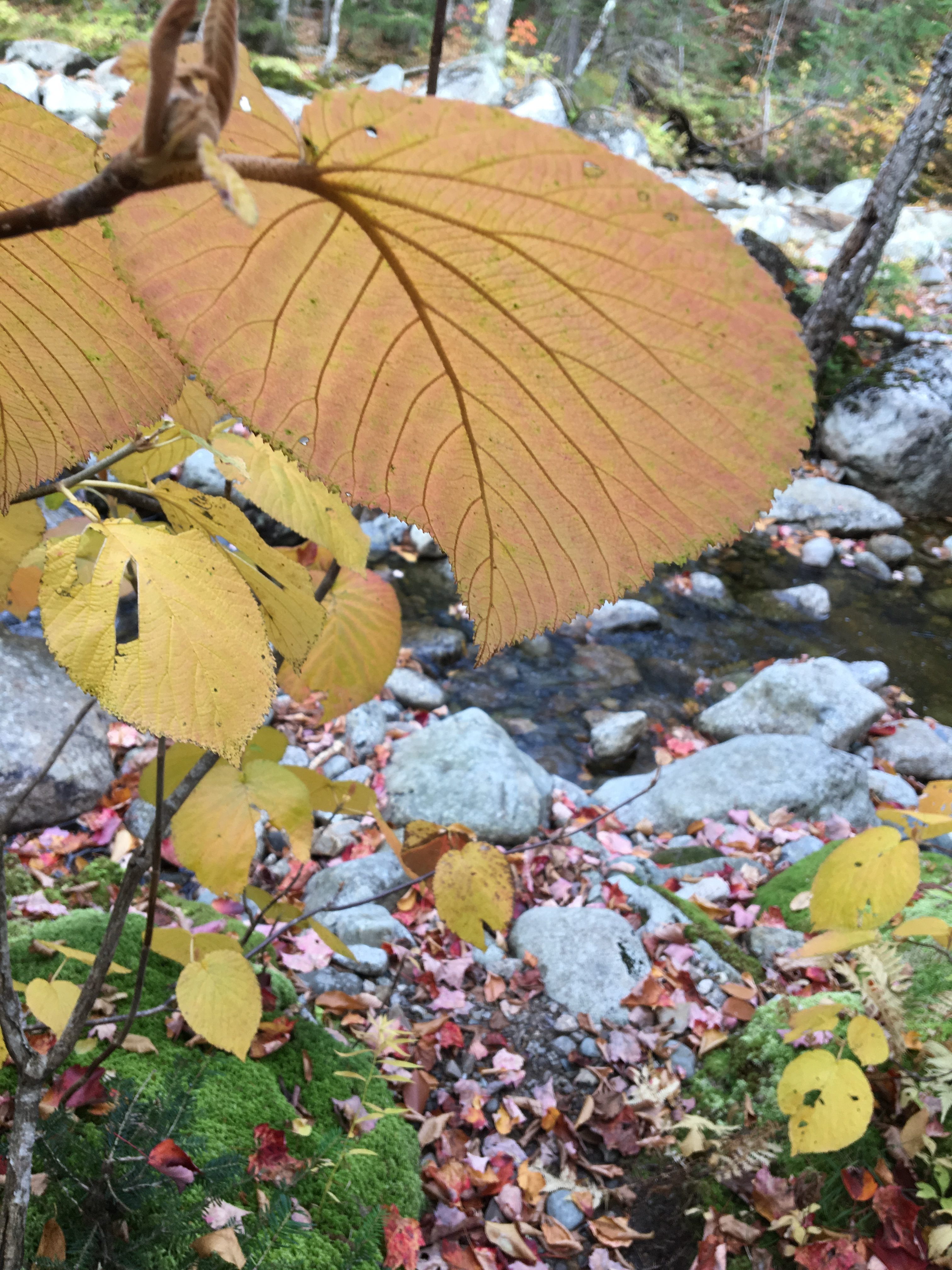 A closeup of a very large leaf, yellow with red tips and brown veins. In the background are more yellow leaves and a rocky stream.