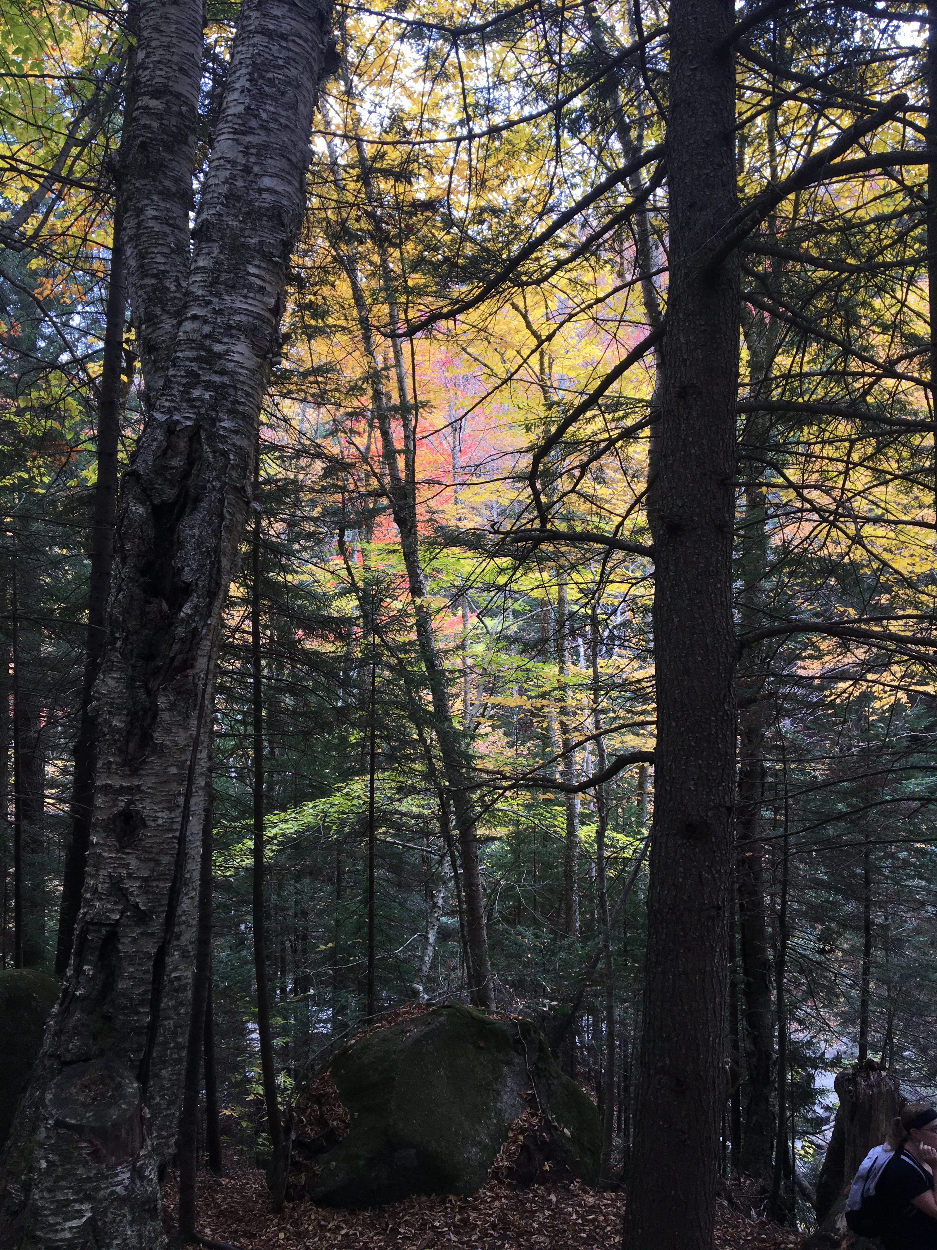 Trees in the forest. The foreground is mostly dark trunks; in the background, light green, yellow, and red trees are hit by the light and shine through to the foreground.