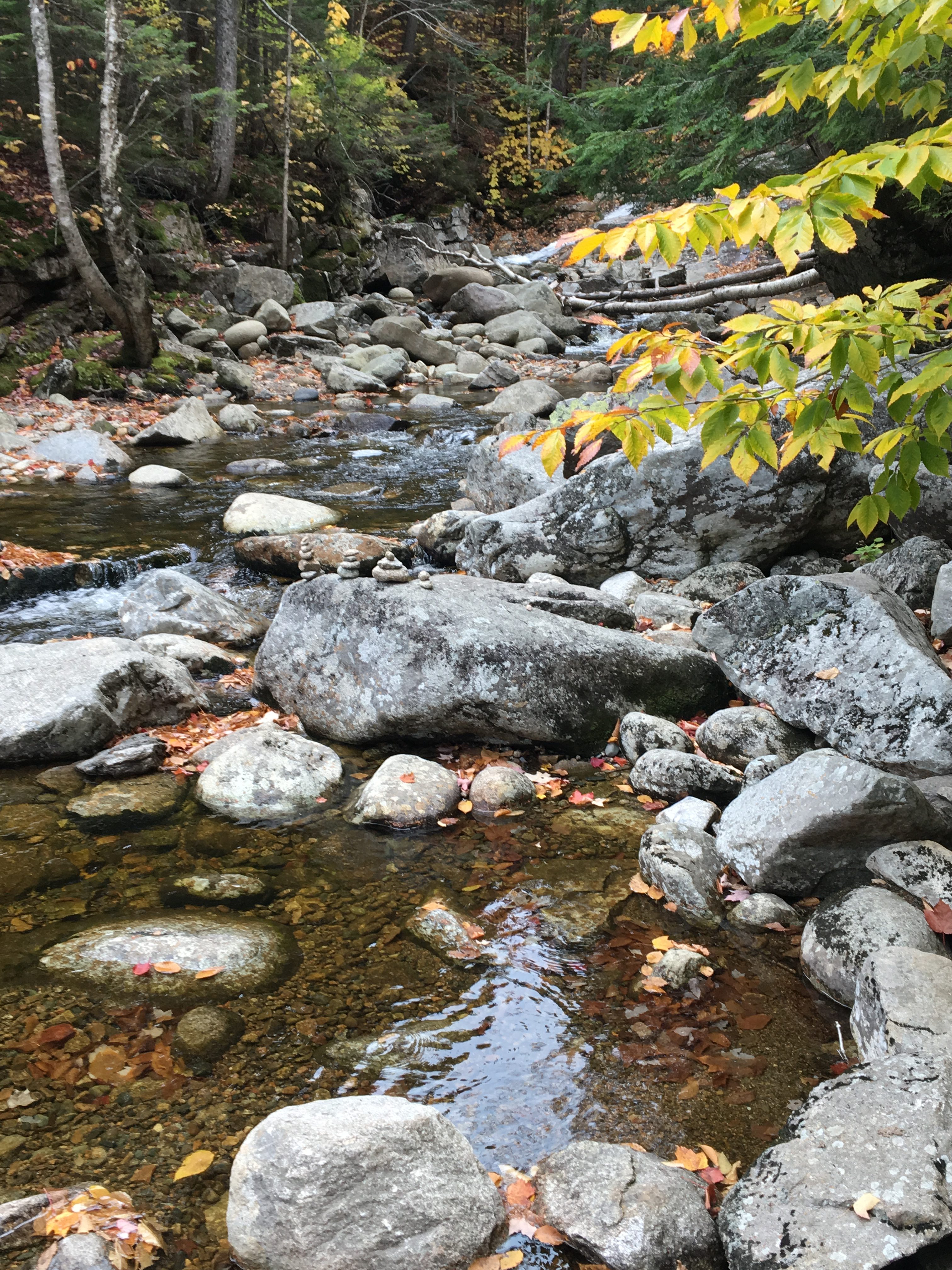 A stream full of rocks of various sizes, as well as some leaves.