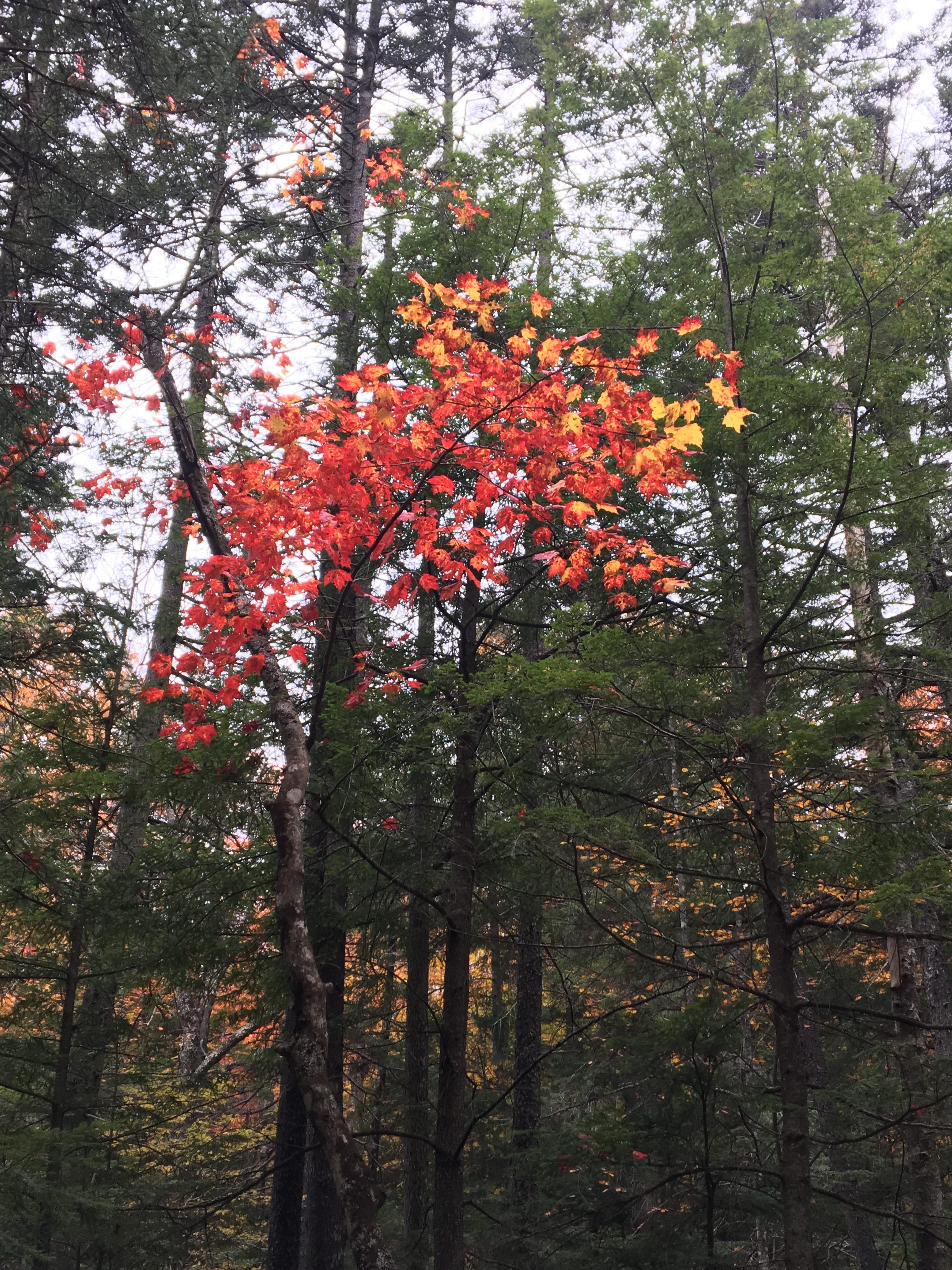 Trees in a forest. They are all dark green except for one small tree, which is a brilliant light red.