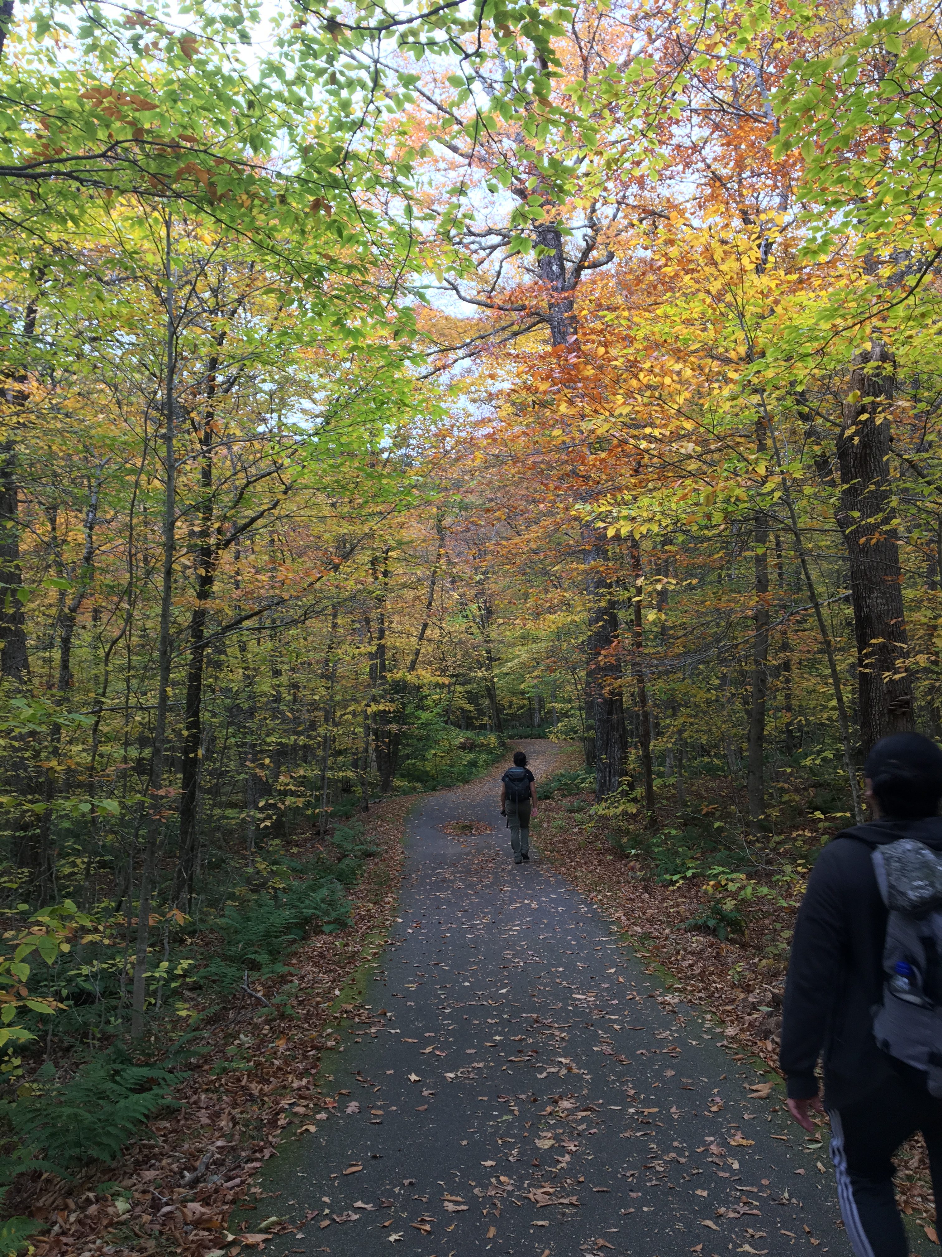 A trail in the woods with some leaves scattered on it. The path is surrounded by light green and yellow trees.