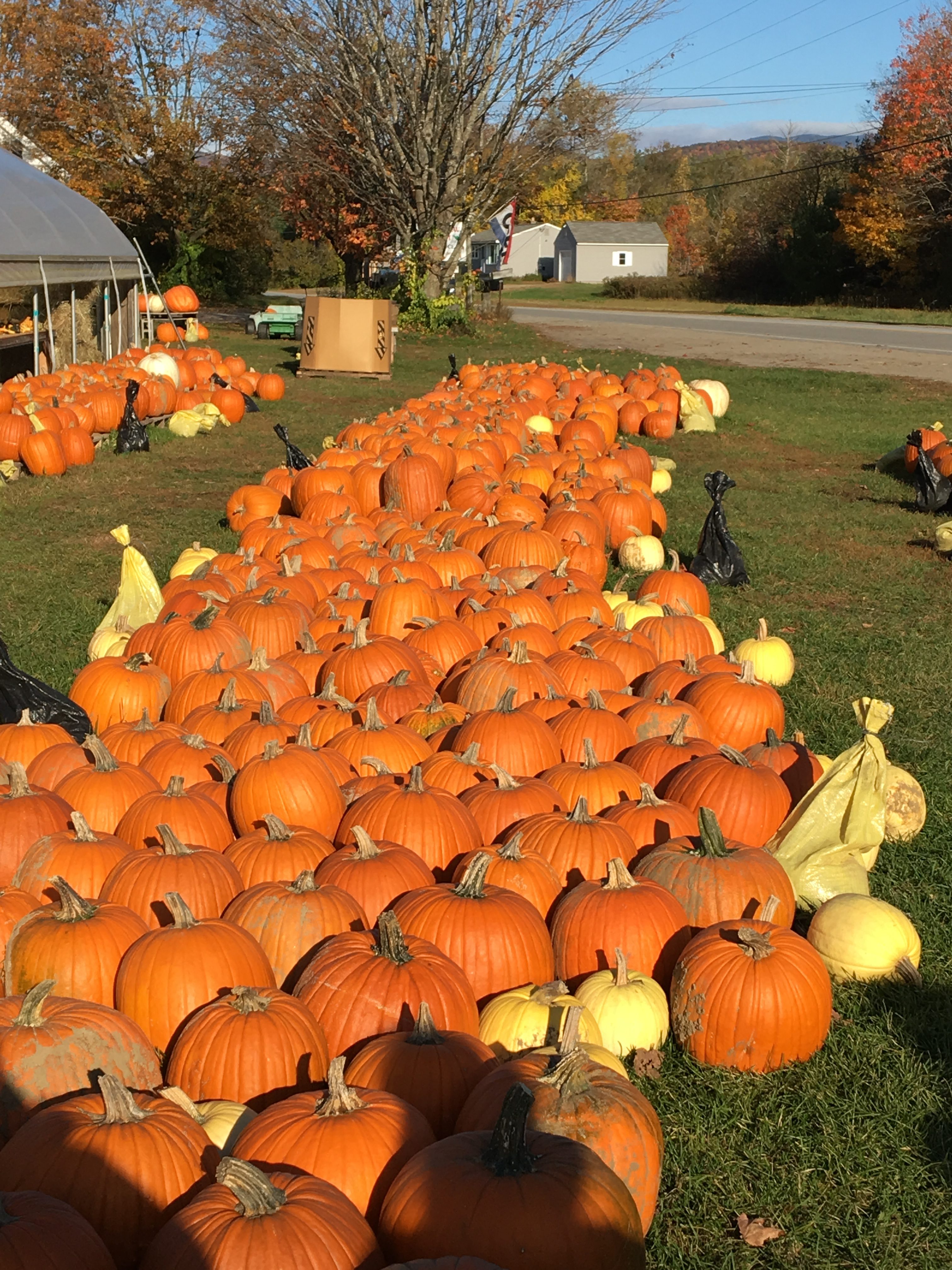 A very large group of bright orange pumpkins, on the grass at a roadside farm.