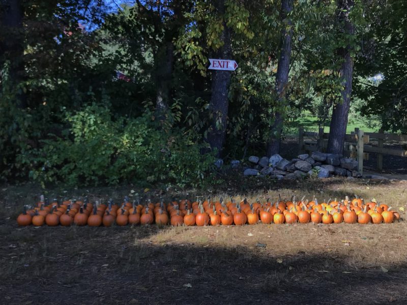 rows of small pumpkins