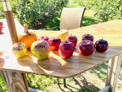 a table full of apples labeled with their variety name, including a small pumpkin labeled orange delicious