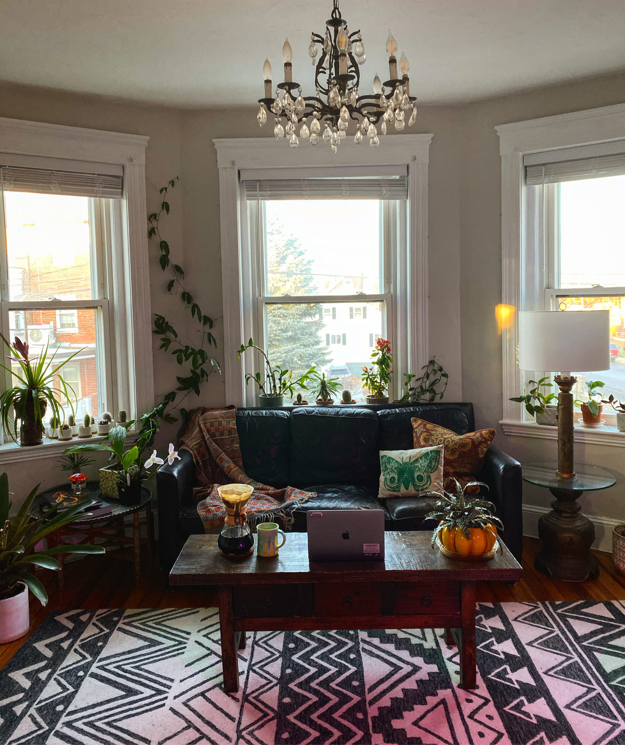 Tim's apartment with bay windows, a patterned rug, and tons of plants