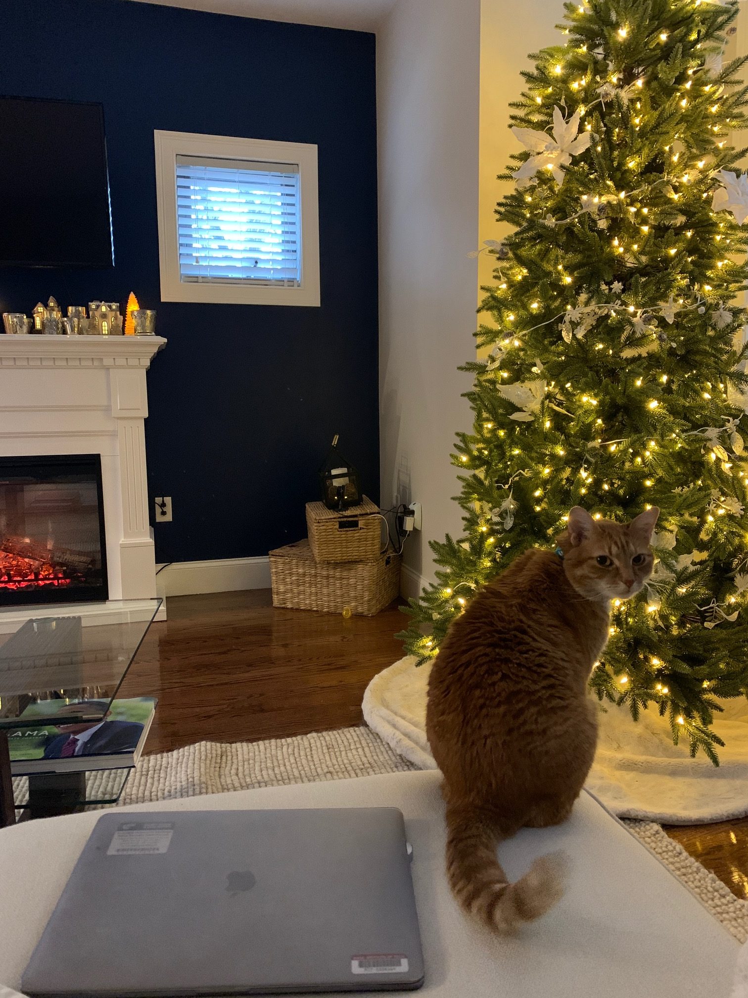 Crissy's Christmas tree and cat