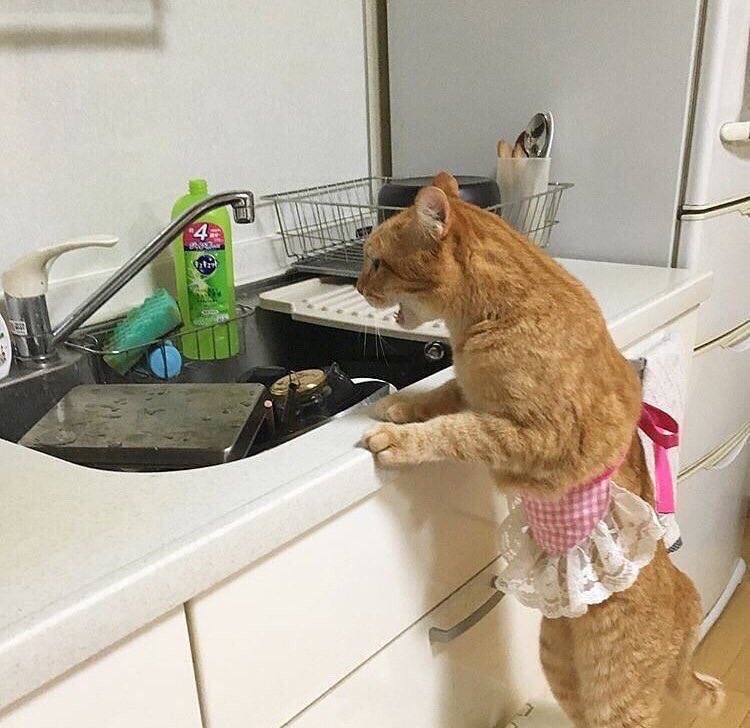 cat doing dishes with mouth open