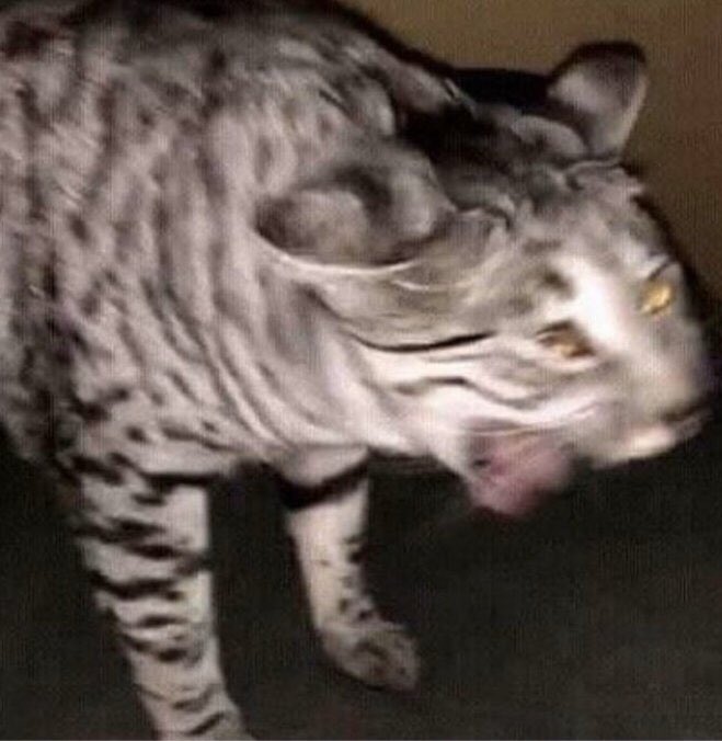 cat yelling