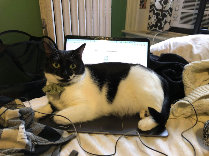 evadne sitting on a laptop