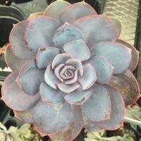 A succulent I saw on a walk with my mom. It has many layers; each…
