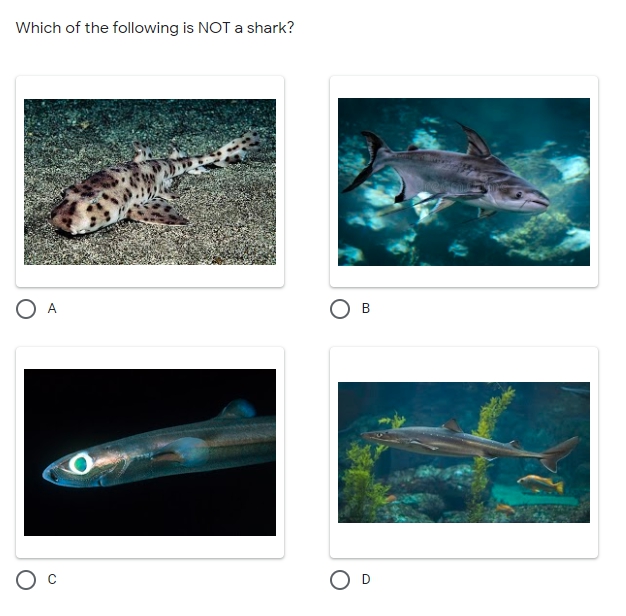 quiz with "which of the following is NOT a shark" and four choices with pictures