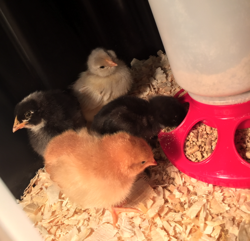 baby chickens (chicks)