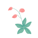 flower illustration