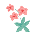 flower illustration