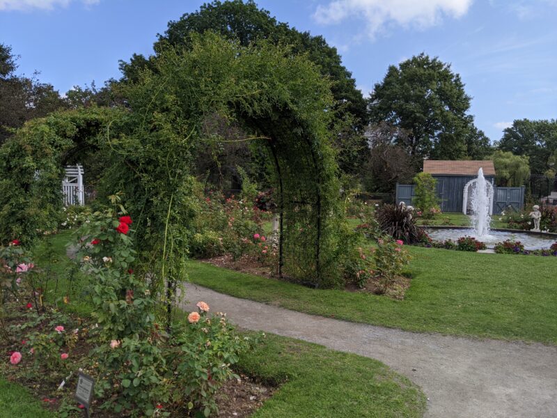 inside a boston rose garden