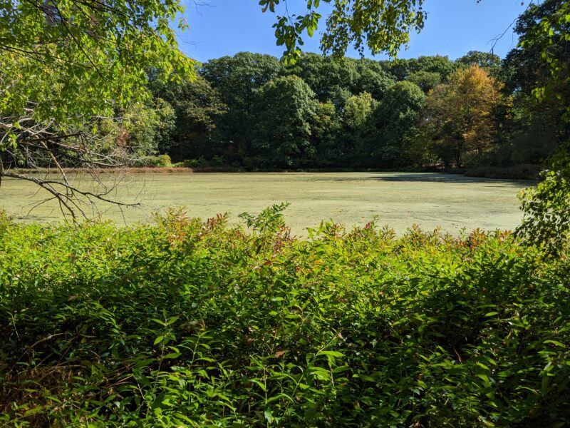 pond covered by algae