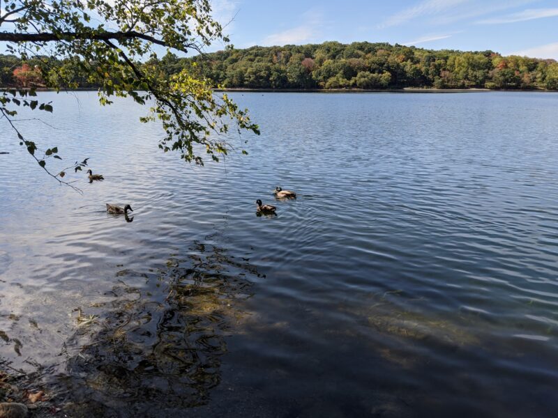 ducks in Jamaica Pond
