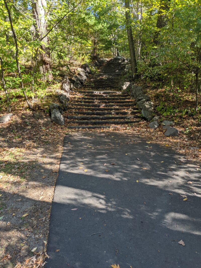 steps in a forest