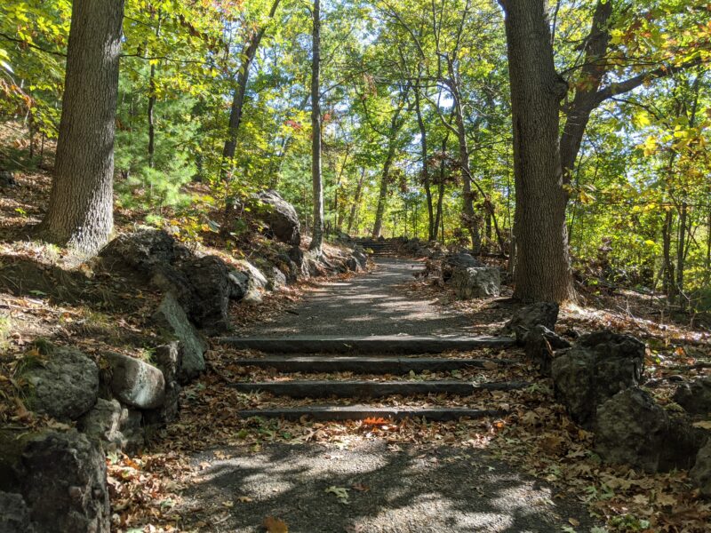 steps in a forest
