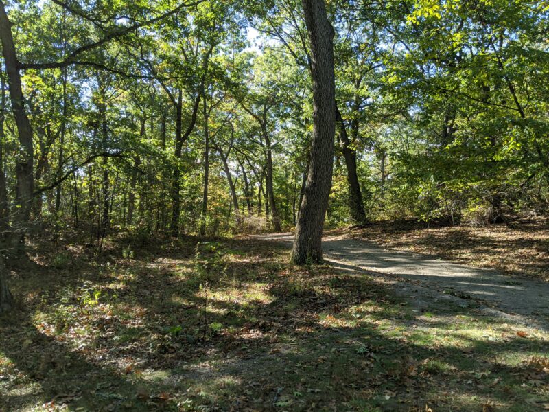 unpaved path in a forest