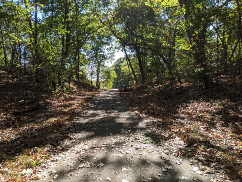 unpaved path in a forest