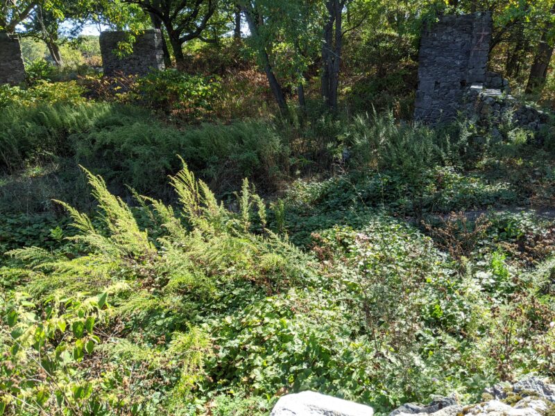 ruins almost entirely overtaken by plants