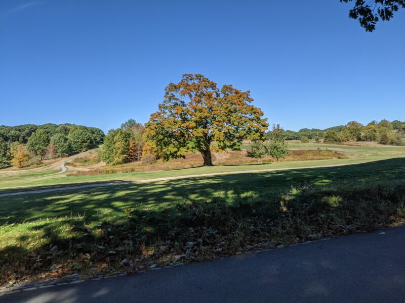 tree in the middle of a golf course