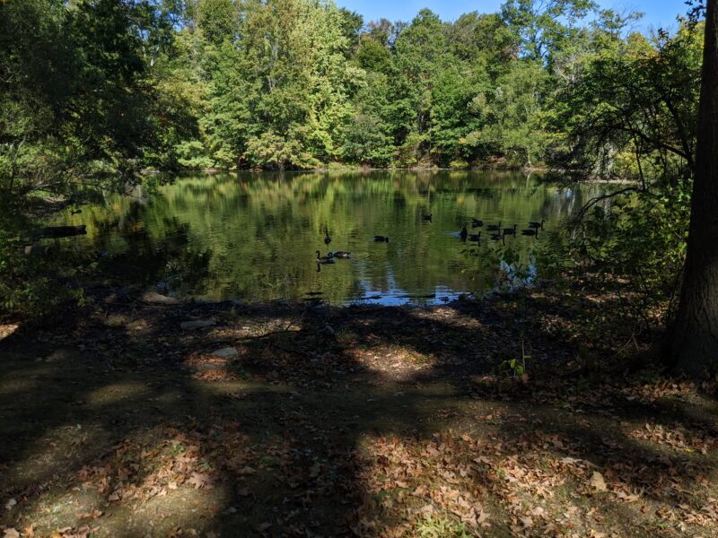 pond with some ducks in the forest