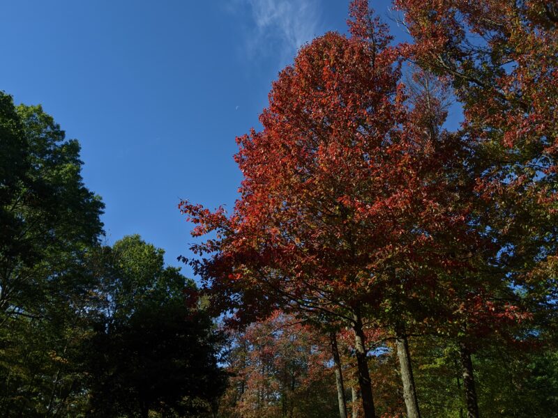 red trees