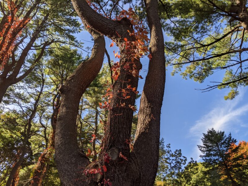 tree with leaves on its trunk
